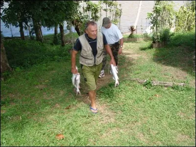 Arbuste dont les baies sont comestibles !