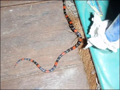 Jeune pommier ou nom argotique du couteau !