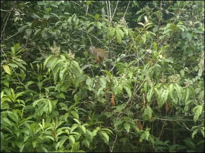 Rejet qui sort au pied d'un arbre ou d'une plante !