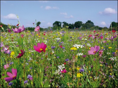 Accorde-t-on les adjectifs qui peuvent désigner des choses (fruits, plantes, métaux, etc...) ?