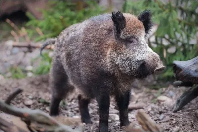 Son pelage dru est formé de gros poils raides appelés "cordes".