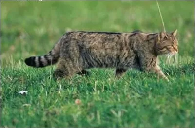 L'autre nom du chat sauvage est le chat haret.