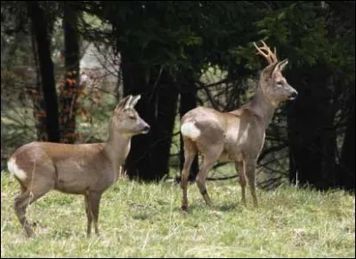Ils appartiennent à la famille des Bovidés.