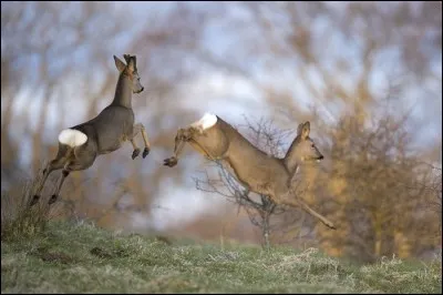 Le mâle est appelé "brocard" et la femelle "chevrette".