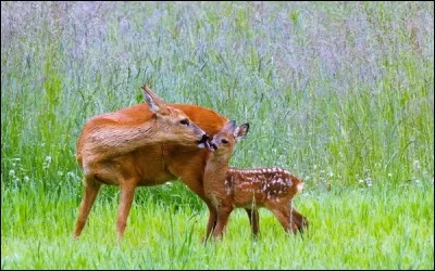 Le jeune de moins de 6 mois est appelé "faon".