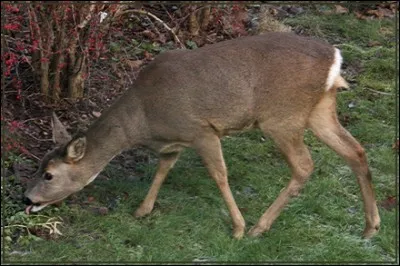 Ce sont des animaux carnivores.