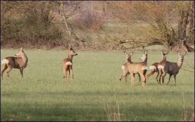 Leur principal cri est une sorte d'aboiement.