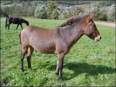 Comment s'appelle le bébé engendré par le croisement d'un âne avec une jument ?