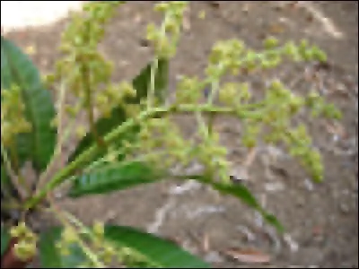 Et voici l'homophone du nom précédent qui lui est de genre féminin. Il s'agit de la... .Il désigne un type d'inflorescence formée par une grappe de grappes sur un axe simple.