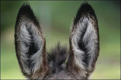 Connaissez-vous le "saccule" ?