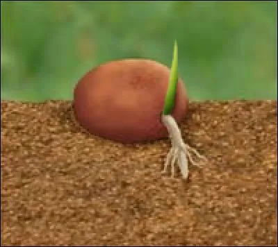 La "radicule" est la forme embryonnaires la racine principale d'une plante.