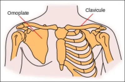 La clavicule, tout le monde connaît. Mais savez-vous à quels muscles la face supérieure de la clavicule donne insertion ?Vous devez cocher l'intrus.