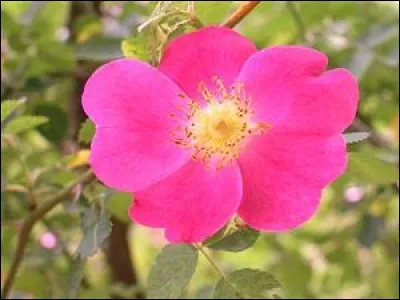 La "renoncule des jardins est une ravissante fleur, aux couleurs vives et variées. Quelle fleur n'est pas une renoncule ?