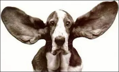 Qu'est-ce qu'une "auricule" ?