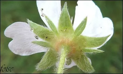 Qu'est-ce que le "calicule" ?