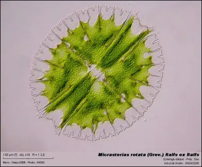 "navicule", c'est une algue microscopique qui se développe notamment parmi les huîtres. Quel est le genre de ce mot ?