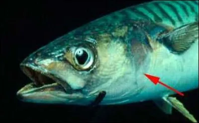 Un "opercule" forme un couvercle, ferme une ouverture. Où ne peut-on pas le trouver ?