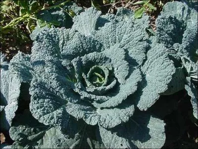 Quel est ce légume ?