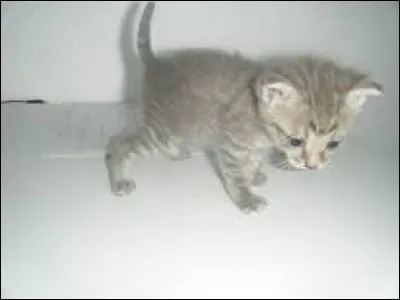 Tu trouves un chaton dans la rue. Il grelotte. Que fais-tu ?