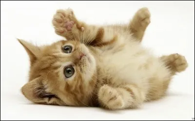 Avec ton chat, tu...