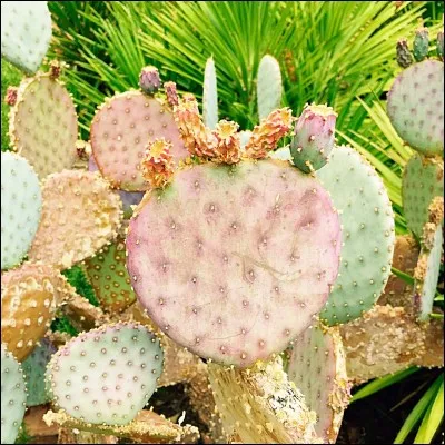 Ces plantes aussi esthétiques que piquantes peuvent être associées à quel prénom ?