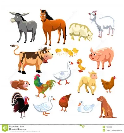 Comment s'appelle son animal de compagnie ?