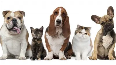 Quel est cet animal de compagnie ?