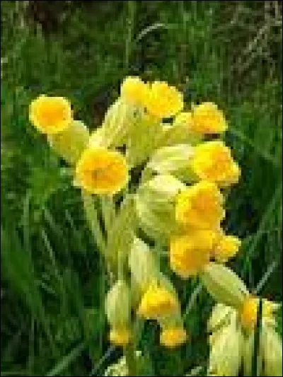 Quelle plante au nom d'oiseau envahit mon gazon ?