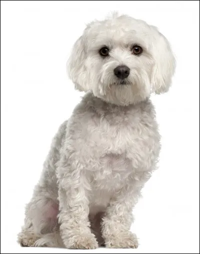 Hmmmm, qu'il est mignon ce petit york suite !