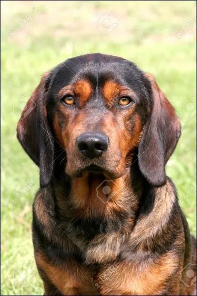 Ah ! Quel beau basset hound !