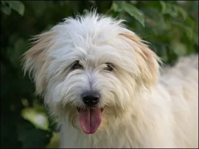 Oh ! Quel beau berger des Pyrénées !