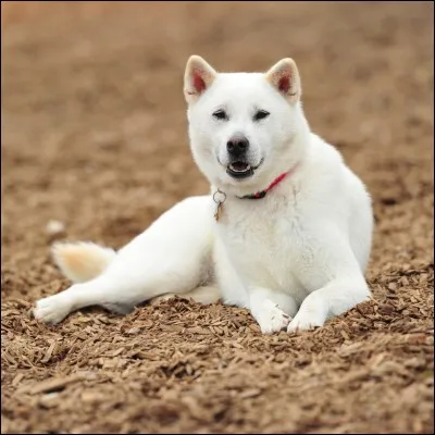 Et pour finir, je vous présente Rex, mon kishu.