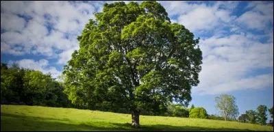 De quelle couleur deviennent les feuilles ?
