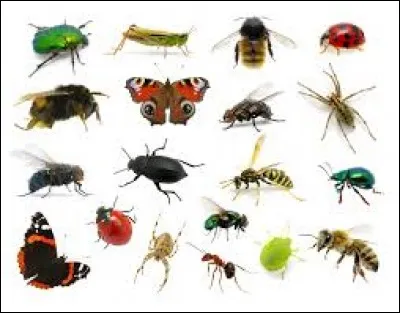 Parmi ces petites bêtes, lequel n'est pas un insecte ?
