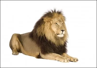 Si tu pouvais être un de ces animaux, lequel serais-tu ?