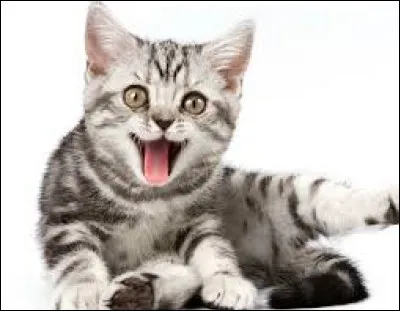 Comment dit-on "Chat" en espagnol ?