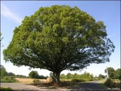 Le ___ est le nom de nombreuses espèces d'arbres