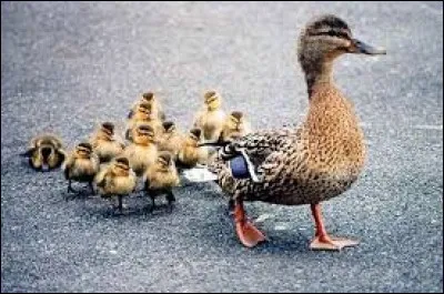 La femelle du canard est la ___.