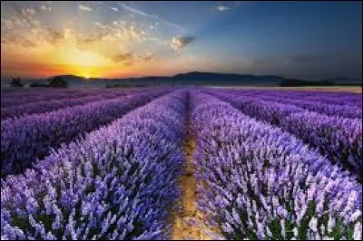 Regardez ce ___ de lavande !