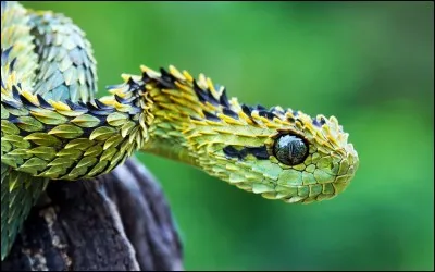 Le serpent vit-il dans un terrarium ou dans un bocal ?