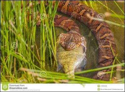 Est-ce qu'une espèce spéciale de serpents peut vivre dans l'eau ?