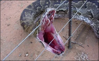 Les serpents venimeux se vendent-ils dans les animaleries ?