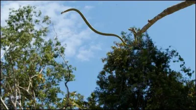 Les serpents "volants" volent-ils vraiment ?