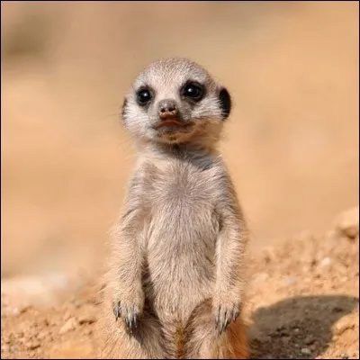 Comment s'appelle-t-il ?