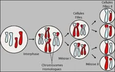 La méiose est une suite de quatre divisions cellulaires.