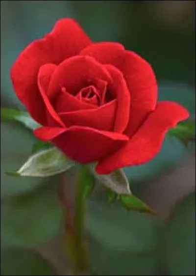 Qui est cette fleur ?