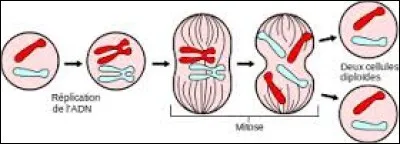 Quelle est la première phase de la mitose ?