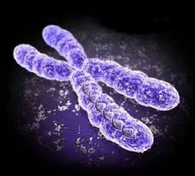 Sur quel support retrouve-t-on les différents chromosomes classés ?