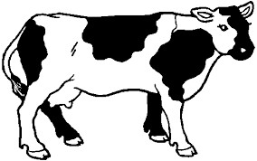 Quiz Animaux