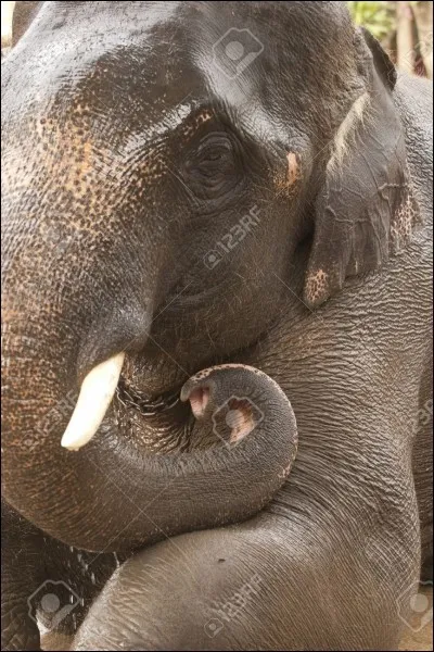 __ ! Un éléphant !